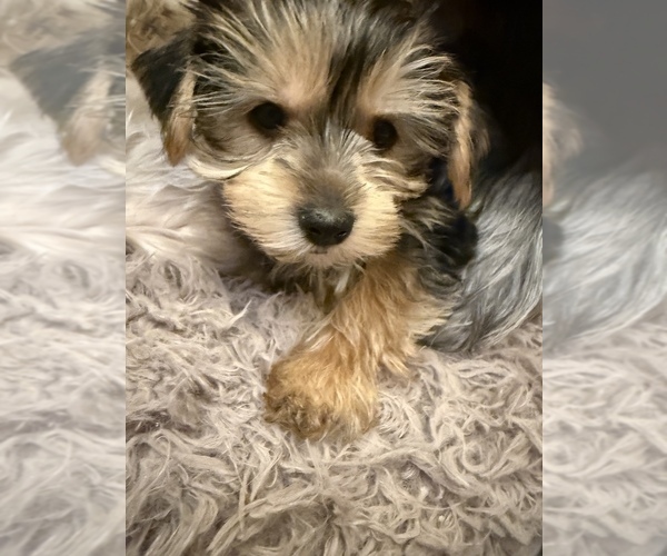 Medium Photo #22  Breeder Profile in MACON, GA, USA