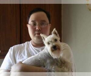 Jack Russell Terrier-Schnauzer (Miniature) Mix Dog Breeder near ENID, OK, USA