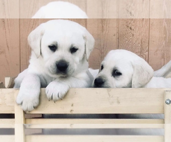 Medium Photo #20  Breeder Profile in PAUMA VALLEY, CA, USA