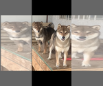 Small #6 Breeder Profile image