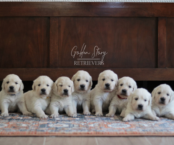 Medium Photo #1  Breeder Profile in BUCKEYE, AZ, USA