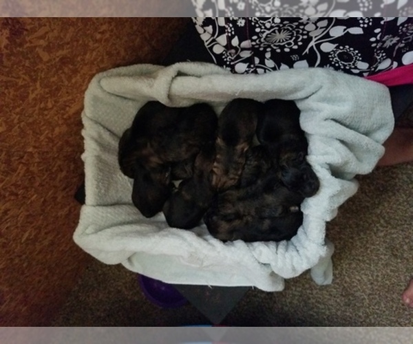 Medium Photo #1  Breeder Profile in WHITTEMORE, MI, USA