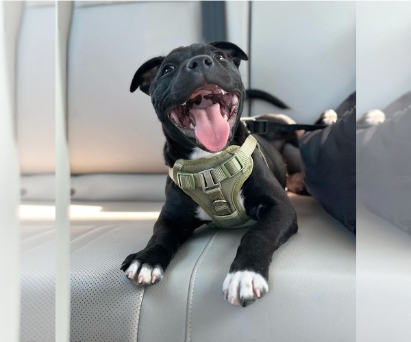 Medium Photo #16  Breeder Profile in HOUSTON, TX, USA
