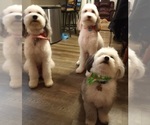 Small breeder photo