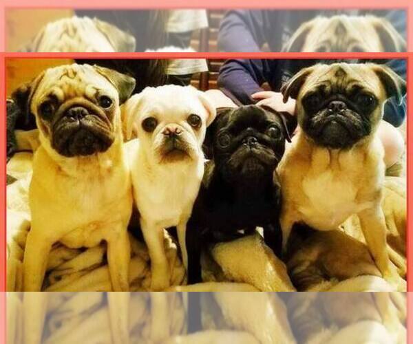 Medium Photo #1  Breeder Profile in SWISSHOME, OR, USA