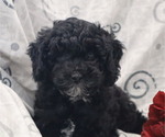 Small #30 Breeder Profile image