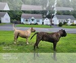 Small breeder photo