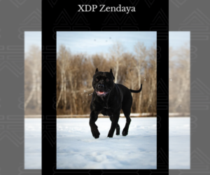 American Bully Dog Breeder in COON RAPIDS,  USA