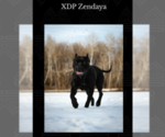 Small Photo #1  Breeder Profile in COON RAPIDS, MN, USA
