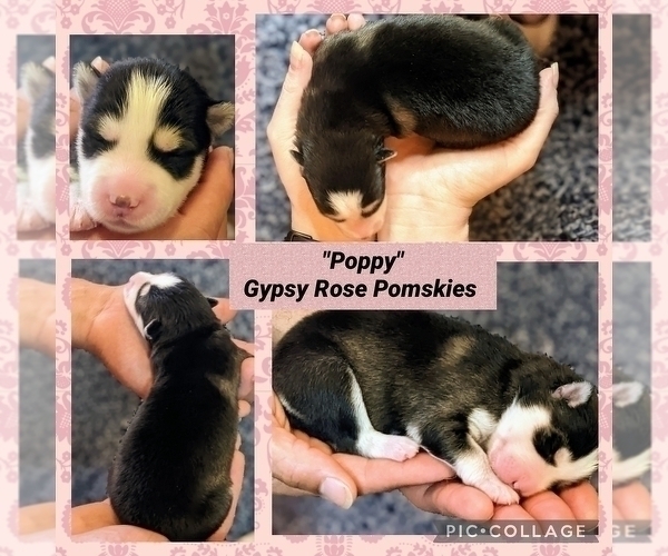 Medium Photo #1  Breeder Profile in ROCHESTER, MN, USA