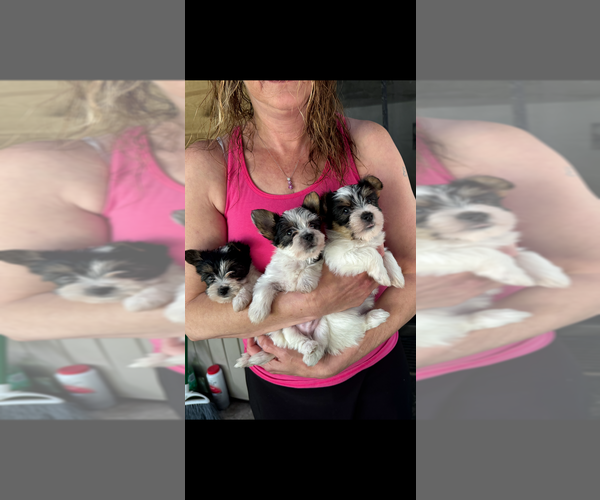 Medium Photo #5  Breeder Profile in MOUNT PLEASANT, MI, USA