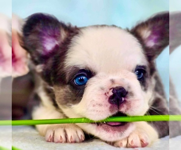 Medium Photo #4  Breeder Profile in TOMBALL, TX, USA