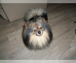 Small breeder photo