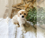 Small #10 Breeder Profile image