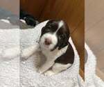 Small #8 Breeder Profile image