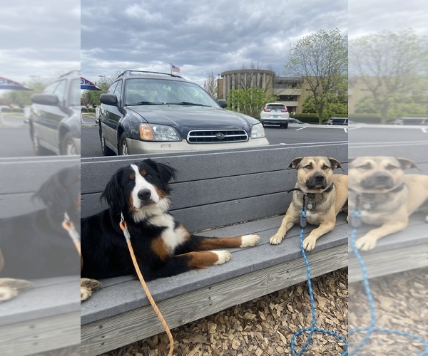 Medium Photo #3  Breeder Profile in WEST LAFAYETTE, OH, USA