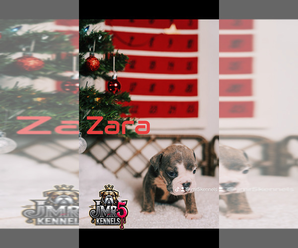 Medium Photo #12  Breeder Profile in PORTERVILLE, CA, USA