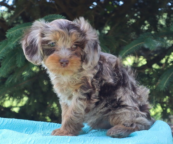 Medium Photo #52  Breeder Profile in THORP, WI, USA