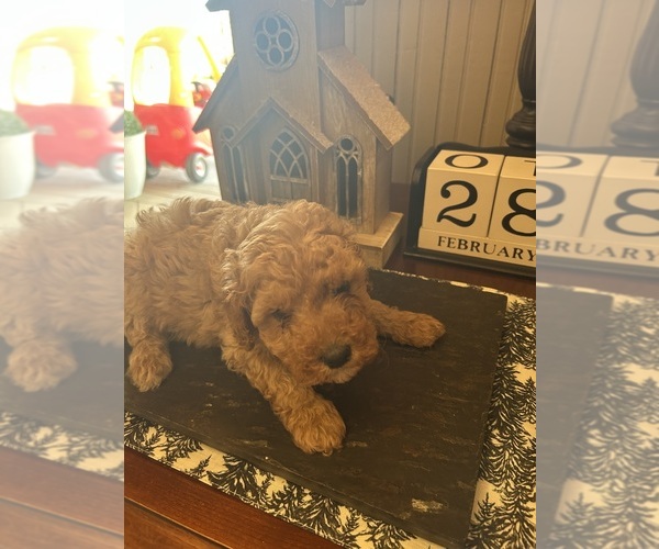 Medium Photo #4  Breeder Profile in ALBEMARLE, NC, USA