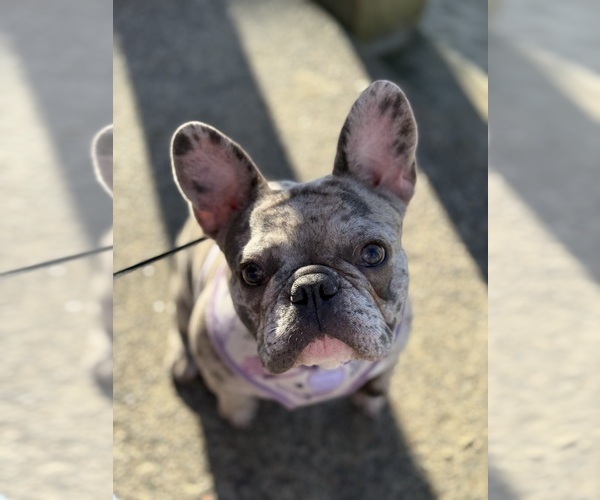 Medium Photo #1  Breeder Profile in MCMINNVILLE, OR, USA