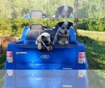 Small #25 Breeder Profile image