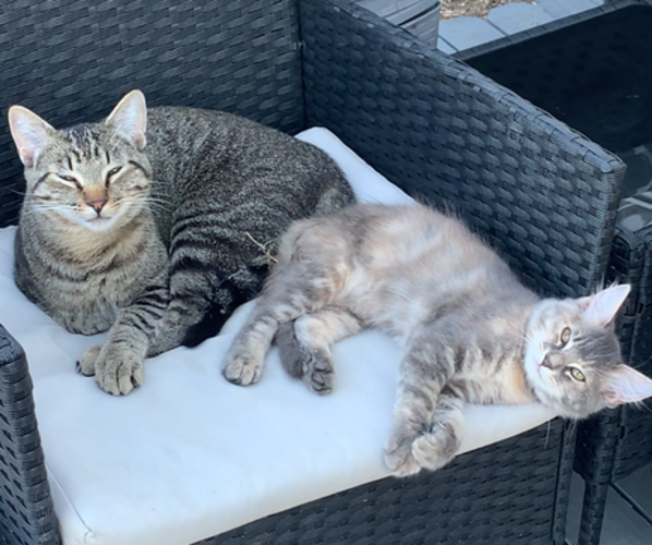 Medium Photo #19  Breeder Profile in MIDLOTHIAN, TX, USA