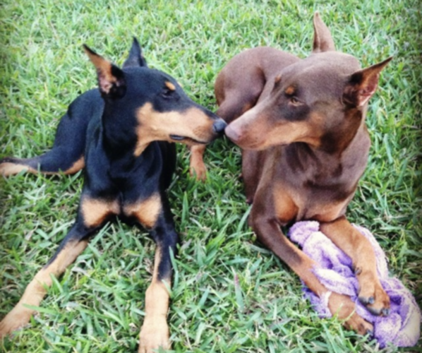 Medium Photo #1  Breeder Profile in MIAMI, FL, USA