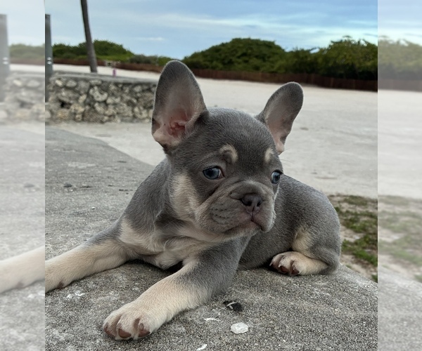 Medium Photo #8  Breeder Profile in MIAMI, FL, USA