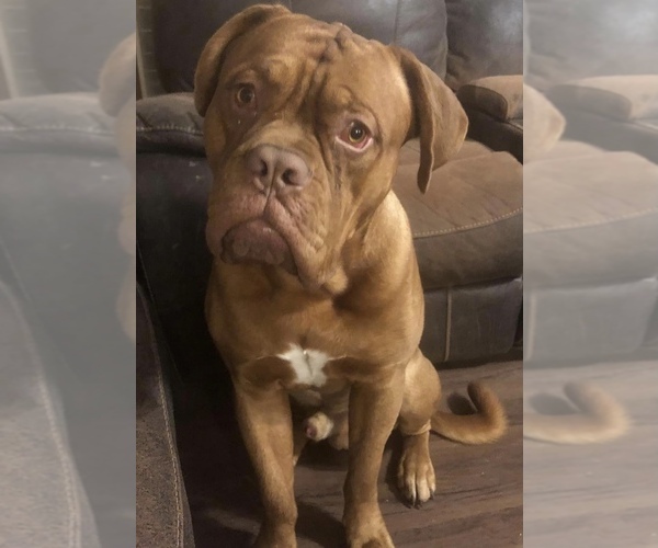 Medium Photo #1  Breeder Profile in FULTON, MO, USA