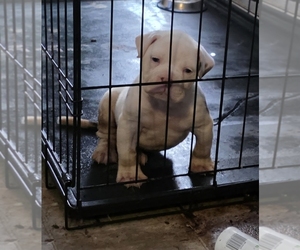 American Bulldog Dog Breeder near JASPER, GA, USA
