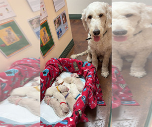 Goldendoodle Dog Breeder near BELLEVUE, OH, USA