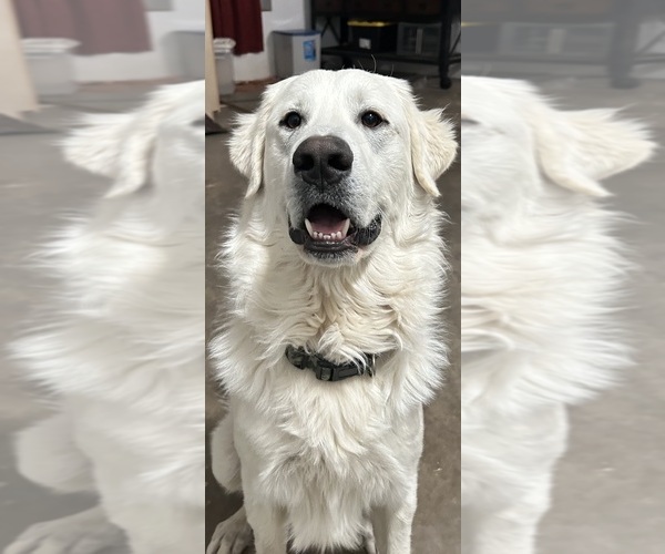 Medium Photo #7  Breeder Profile in WEATHERFORD, TX, USA