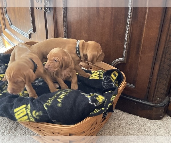 Medium Photo #18  Breeder Profile in GREENFIELD, IA, USA