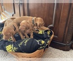 Small #17 Breeder Profile image
