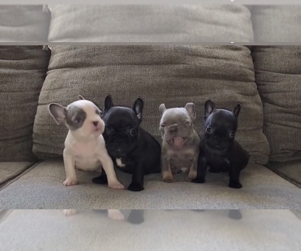 Medium Photo #1  Breeder Profile in ONTARIO, CA, USA