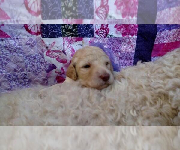 Medium Photo #1  Breeder Profile in S WALES, NY, USA