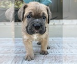 Small #8 Breeder Profile image