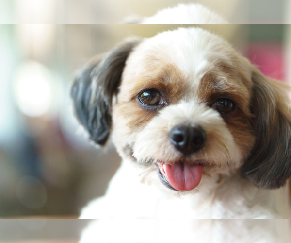Medium Photo #1  Breeder Profile in GALENA, NV, USA