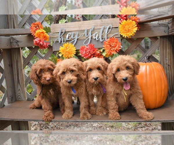 Medium Photo #1  Breeder Profile in WINDSOR, SC, USA