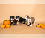 Small #21 Breeder Profile image
