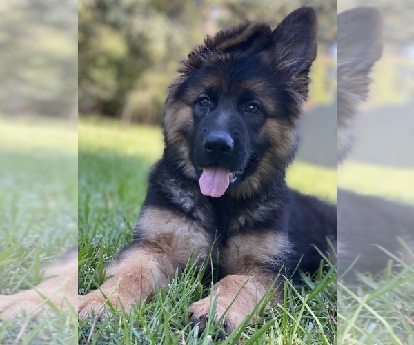 Medium Photo #31  Breeder Profile in COVINGTON, LA, USA