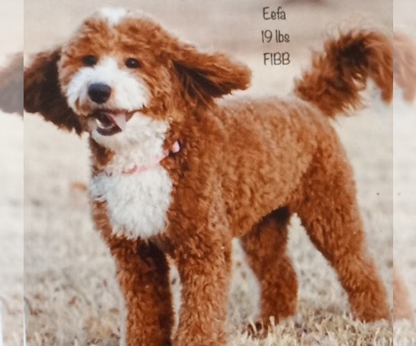 Medium Photo #7  Breeder Profile in SAINT MARYS, KS, USA