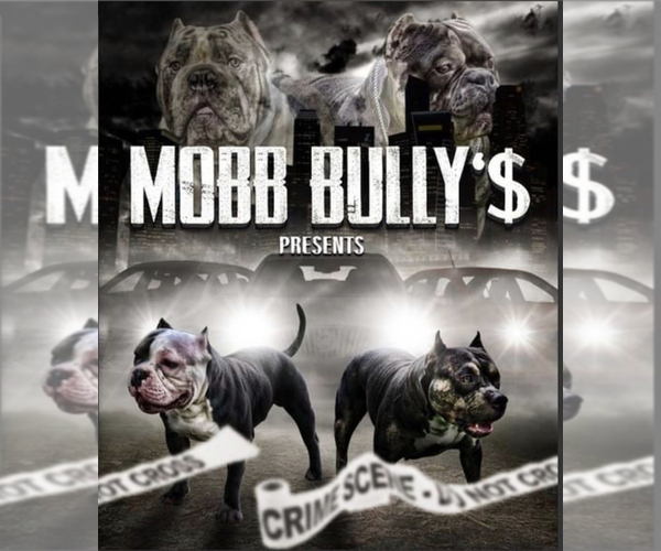 Medium Photo #1  Breeder Profile in LANDOVER, MD, USA