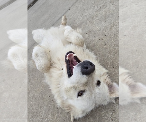 Medium Photo #10  Breeder Profile in LECOMPTON, KS, USA