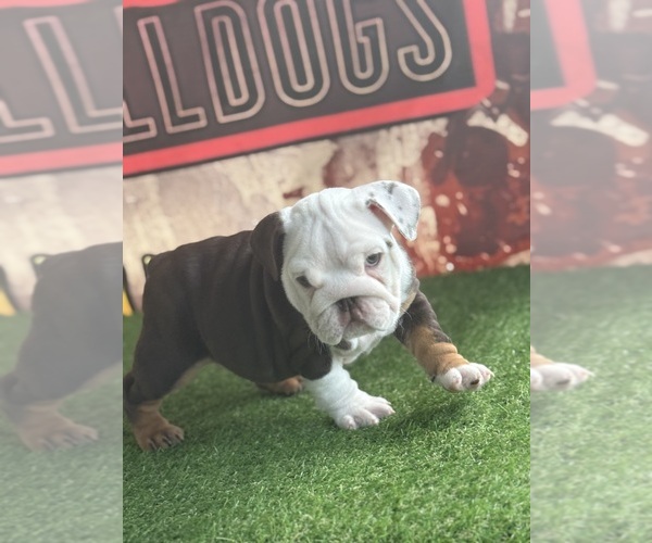 Medium Photo #3  Breeder Profile in S DAYTONA, FL, USA