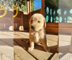 Small #1 Breeder Profile image