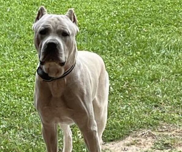 Medium Photo #4  Breeder Profile in DAYTON, TX, USA