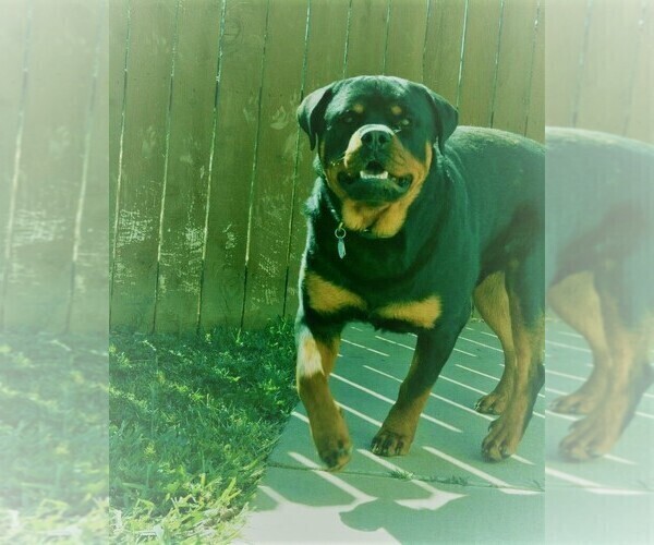 Medium Photo #4  Breeder Profile in ELK GROVE, CA, USA