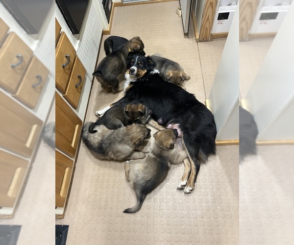 Medium Photo #28  Breeder Profile in DEMING, WA, USA