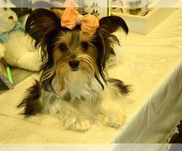 Medium Photo #31  Breeder Profile in TEMPE, AZ, USA